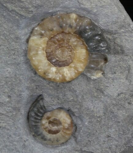 Two Promicroceras Ammonites - England #30735